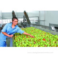 Factory Lemon sorting mahcine